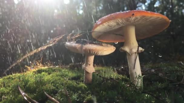 Mushroom Chroogomphus Rutilus Close — Stock Video
