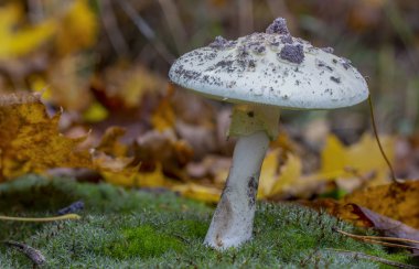 Amanita Phalloides mantar, bir yağmurlu günde vahşi dağ zehirli konu