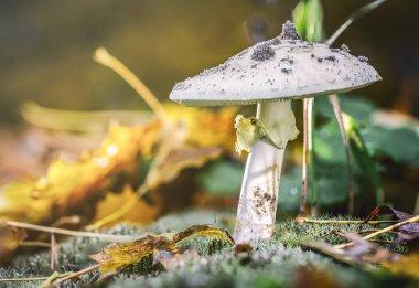 Amanita Phalloides mantar, bir yağmurlu günde vahşi dağ zehirli konu