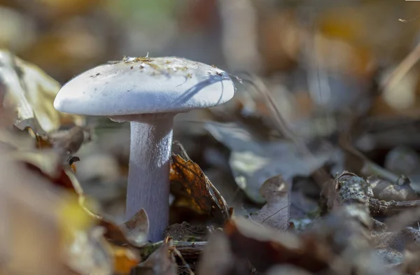 Amanita Phalloides Schimmel Giftige Onderwerp Wilde Berg Een Regenachtige Dag — Stockfoto