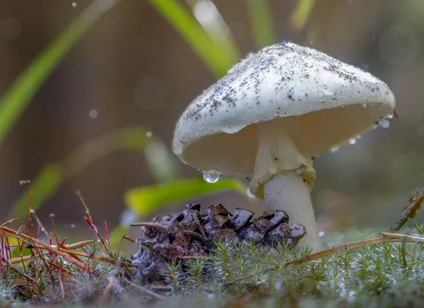 Amanita Phalloides Fffusus Ядовитый Предмет Дикой Горе Дождливый День — стоковое фото