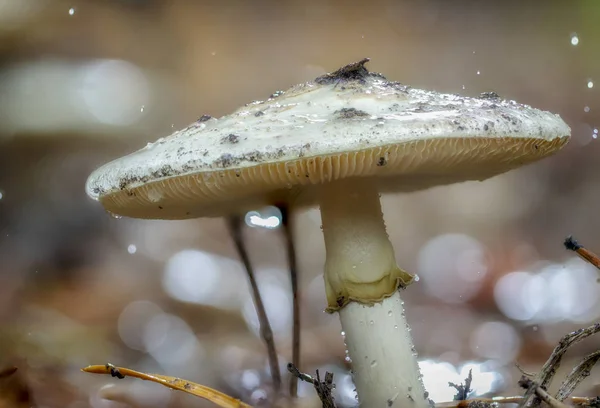 Amanita Phalloides Fffusus Ядовитый Предмет Дикой Горе Дождливый День — стоковое фото