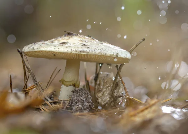 Amanita Phalloides Schimmel Giftige Onderwerp Wilde Berg Een Regenachtige Dag — Stockfoto