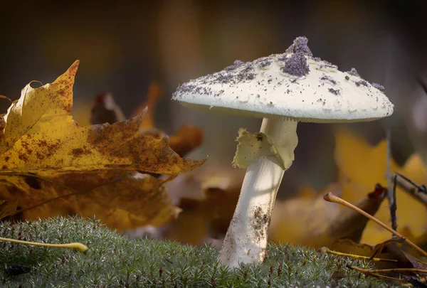 Amanita Phalloides Schimmel Giftige Onderwerp Wilde Berg Een Regenachtige Dag — Stockfoto