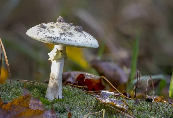 Amanita Phalloides Schimmel Giftige Onderwerp Wilde Berg Een Regenachtige Dag — Stockfoto