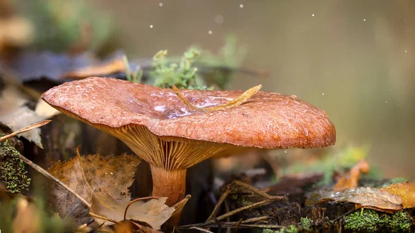 Champiñón Chanterelle Bosque Primer Plano Valioso Hongo Comestible —  Fotos de Stock