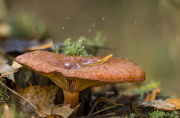 Chanterelle Mushroom Wood Close Valuable Edible Mushroom — Stock Photo, Image