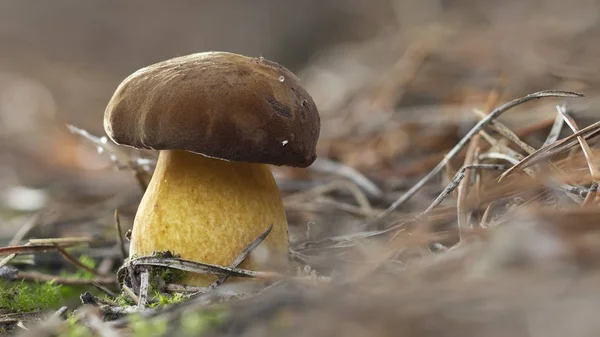 Vit Svamp Växer Skogen Foto Med Hjälp Fokus Stack Mycket — Stockfoto