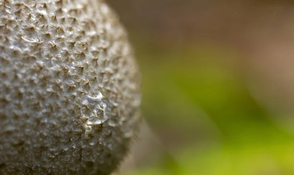 Обыкновенный Гриб Lycoperdon Perlatum Растет Зеленом Мохе Сфагнум Крупным Планом — стоковое фото
