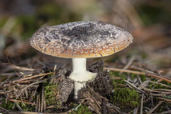 Amanita Muscaria Vliegenzwam Rode Paddestoelen Met Witte Vlekken Gras — Stockfoto