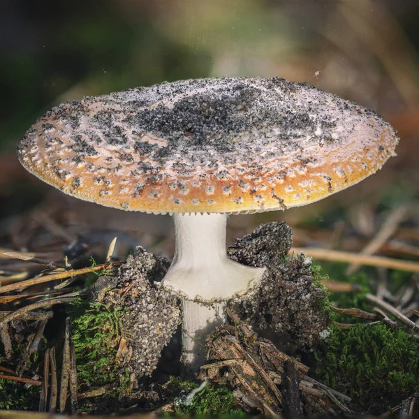 Amanita Muscaria Muchomůrka Červená Houby Bílými Skvrnami Trávě — Stock fotografie