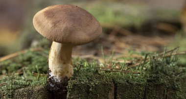 Büyük grup Tricholoma imbricatum veya Matt Knight mantar, bir agaric türler
