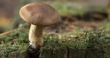 Large group of Tricholoma imbricatum, or Matt Knight mushrooms, an agaric species clipart