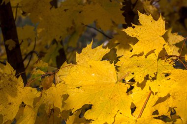 damlacıkları yapraklarda. Akçaağaç üzerinde yağmur damlaları ile düşmüş sonbahar yaprak closeup bırakır