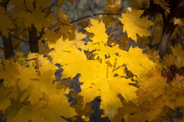 damlacıkları yapraklarda. Akçaağaç üzerinde yağmur damlaları ile düşmüş sonbahar yaprak closeup bırakır