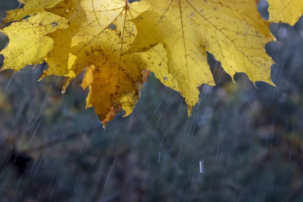 Kapky Vody Listech Spadané Podzimní Listí Closeup Dešťové Kapky Maple — Stock fotografie