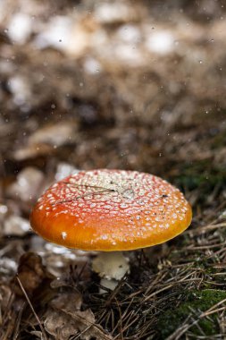 Amanita muscaria sinek agaric kırmızı mantar çim beyaz noktalar ile.