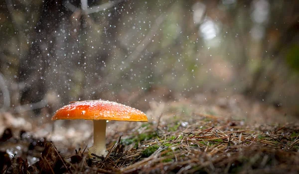 草の白い斑点とキノコの Amanita Muscaria ベニテングタケ赤 — ストック写真