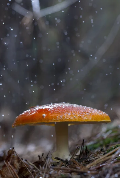 Amanita Muscaria Vliegenzwam Rode Paddestoelen Met Witte Vlekken Gras — Stockfoto