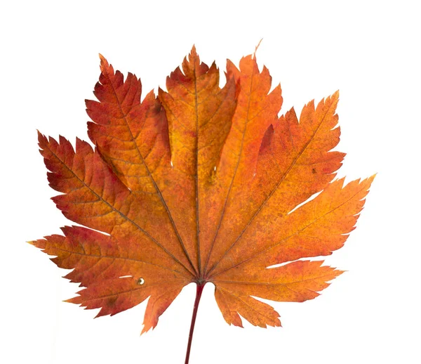 Geel Blad Van Japanse Esdoorn Een Witte Achtergrond Close — Stockfoto