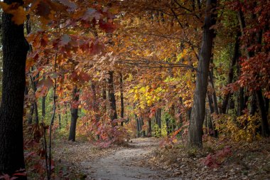 Sonbahar ormanlarında toprak yol, ağaçlarda ve yerde sarı yapraklar..