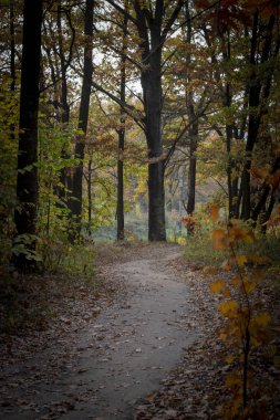 Sonbahar ormanlarında toprak yol, ağaçlarda ve yerde sarı yapraklar..