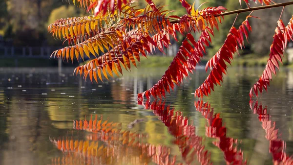 その葉は秋の素晴らしい発色 色が深紅色に黄色からスムーズに通過 素敵な庭の装飾 — ストック写真