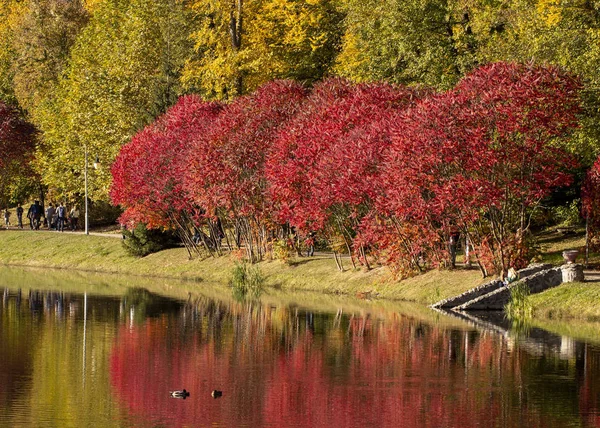 Ihre Blätter Haben Eine Wunderbare Herbstfärbung Die Farben Wechseln Sanft — Stockfoto