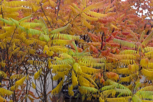 Bladeren Hebben Een Prachtige Verkleuring Van Herfst Kleuren Soepel Van — Stockfoto