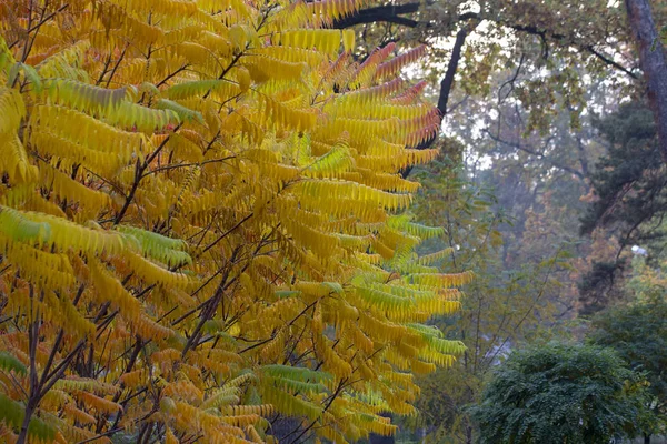 Bladeren Hebben Een Prachtige Verkleuring Van Herfst Kleuren Soepel Van — Stockfoto