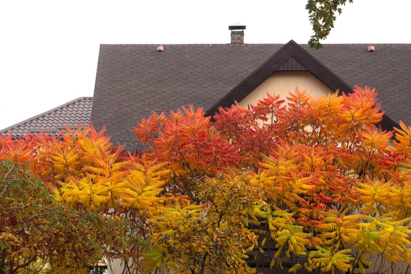 Bladeren Hebben Een Prachtige Verkleuring Van Herfst Kleuren Soepel Van — Stockfoto