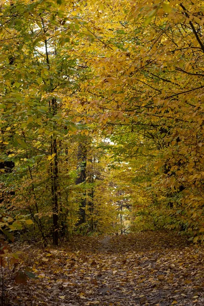 Strada Sterrata Nella Foresta Autunnale Foglie Gialle Tra Gli Alberi — Foto Stock