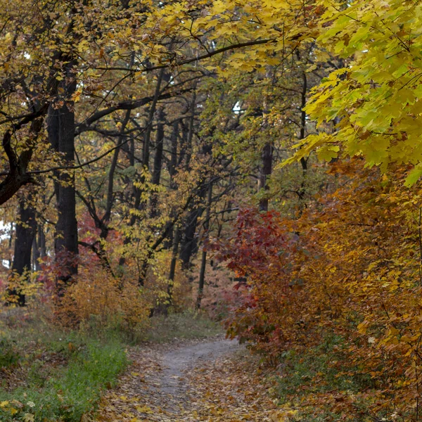 Brudna Droga Jesiennym Lesie Żółte Liście Drzewach Ziemi — Zdjęcie stockowe