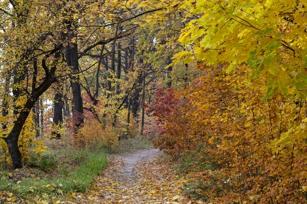 Feldweg Herbstwald Gelbes Laub Den Bäumen Und Auf Dem Boden — Stockfoto