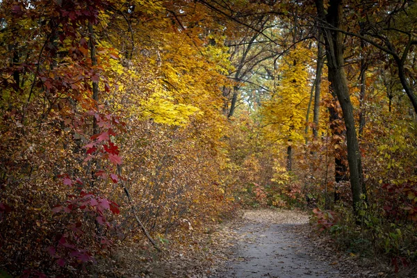 Estrada Terra Floresta Outono Folhas Amarelas Nas Árvores Chão — Fotografia de Stock