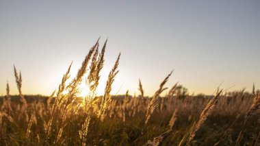 Yüksek bir yaz yeşil çayır ışık dolu çimlere yakın çekim