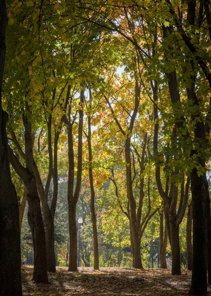 Autunno Città Strada Fogliame Giallo Tra Gli Alberi Marciapiede — Foto Stock