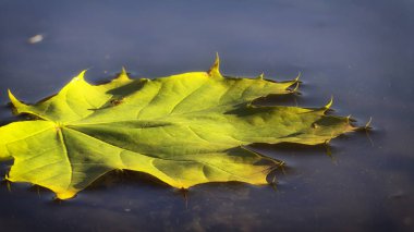 damlacıkları yapraklarda. Akçaağaç üzerinde yağmur damlaları ile düşmüş sonbahar yaprak closeup bırakır