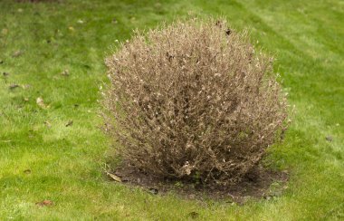 Dal ve yaprakları şimşir emme hasar nedeniyle sararma