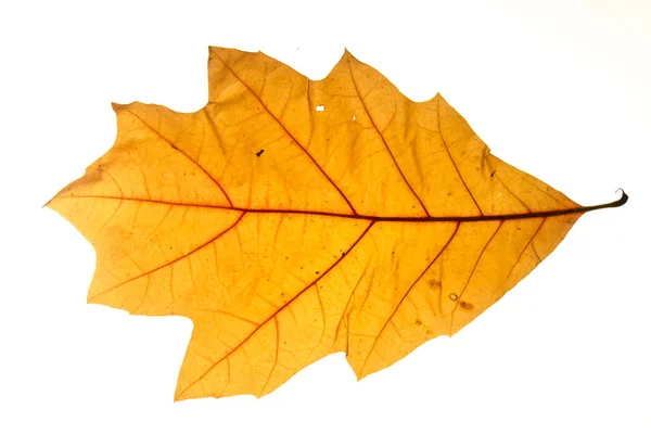 Yellow Autumn Leaf Oak Isolated White Background Close — Stock Photo, Image