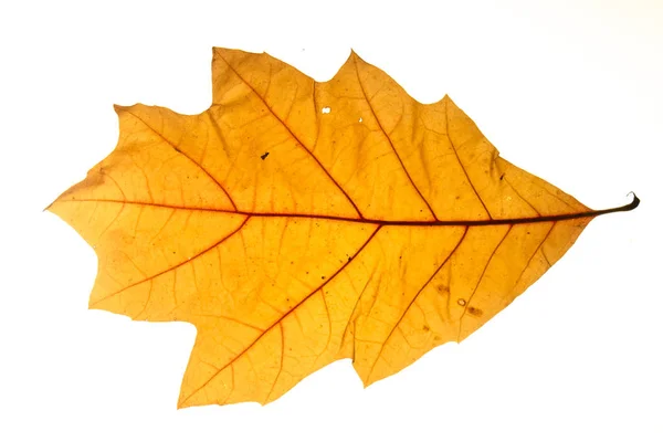 Amarelo Folha Outono Carvalho Isolado Fundo Branco Fechar — Fotografia de Stock