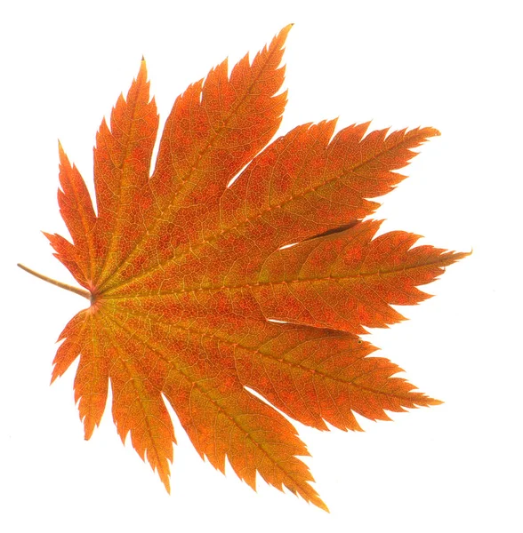 Yellow Sheet Japanese Maple White Background Close — Stock Photo, Image