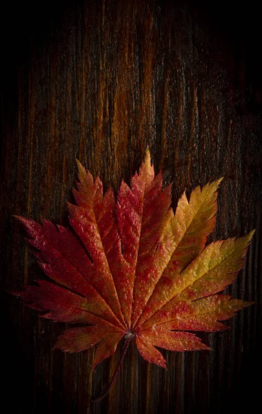Фон Осіннє Листя Японської Пальми Клен Фоні Текстури Дерева — стокове фото