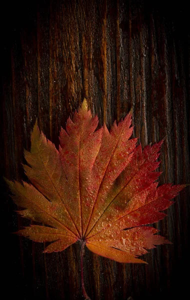 Фон Осіннє Листя Японської Пальми Клен Фоні Текстури Дерева — стокове фото