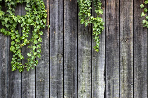 色あせたペイントで古い木製の木製フェンスのヴィシー ブドウ バック グラウンド — ストック写真