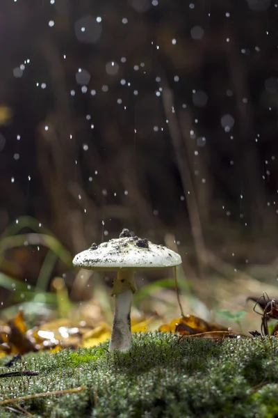 Amanita Phalloides Schimmel Giftige Onderwerp Wilde Berg Een Regenachtige Dag — Stockfoto