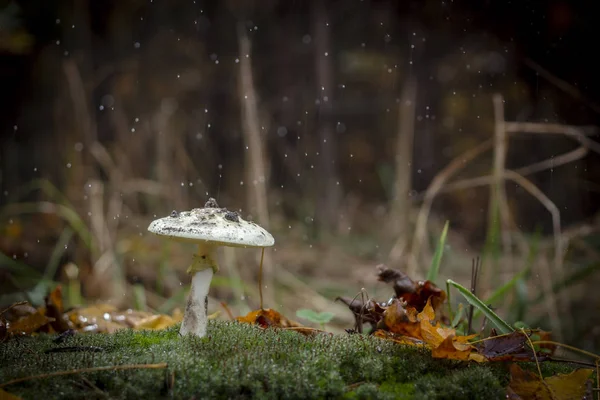 Amanita Phalloides Fungus Poisonous Subject Wild Mountain Rainy Day — Stock Photo, Image