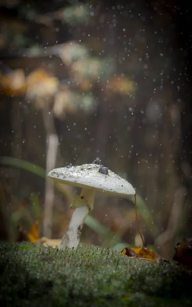 Amanita Phalloides Fungus Poisonous Subject Wild Mountain Rainy Day — Stock Photo, Image