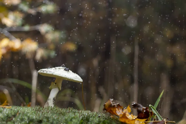 Amanita Phalloides Fungus Poisonous Subject Wild Mountain Rainy Day — Stock Photo, Image