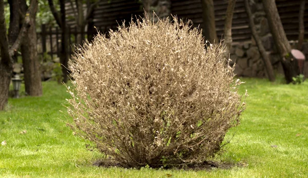 Twigs Leaves Boxwood Turn Yellow Because Sucking Damage — Stock Photo, Image